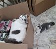 Lord-Luca en Madame Milou aan het werk