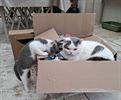 Lord-Luca en Madame Milou aan het werk