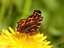 Het is volop lente!