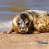 Otto, de geadopteerde zeehond van X plus