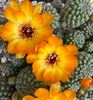 Maak kennis met de 6000 cactussen van Paul