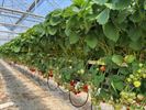 Ferm Koersel snoept van lekkere aardbeien