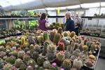 Welkom in de boeiende wereld van cactussen