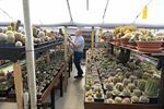 Welkom in de boeiende wereld van cactussen