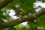 Slow-Walker-wandeling in Den Tip