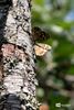 Slow-Walker-wandeling in Den Tip