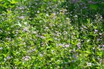 Slow-Walker-wandeling in Den Tip