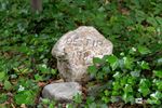 Slow-Walker-wandeling in Den Tip
