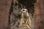Kannet Pelt gaat op uitstap naar de Gaia Zoo