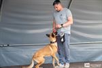 Geslaagde opendeurdag bij het dierenasiel