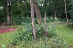 Bomen gerooid voor veiliger zicht op fietssnelweg