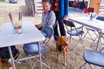Hondenbar pop-upcafé komt naar Koersel