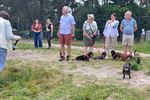 Teckelwandeling in Kolonie