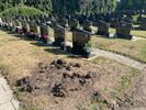 Everzwijnen wroeten op kerkhof van Stal
