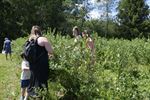 Zelfpluk Blueberry Fields gestart