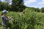 Zelfpluk Blueberry Fields gestart
