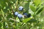 Zelfpluk Blueberry Fields gestart