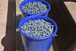Zelfpluk Blueberry Fields gestart