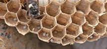 Aziatische hoornaar neemt intrek in vogelhuisje