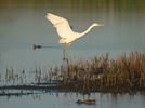 Grote en kleine zilverreiger