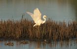 Grote en kleine zilverreiger