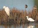 Grote en kleine zilverreiger