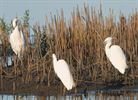 Grote en kleine zilverreiger