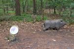 Nerdland Safari in Bosland