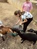 Driedaags Kids Ponykamp bij Club De Vlindervallei