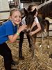 Driedaags Kids Ponykamp bij Club De Vlindervallei