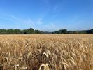 Wandelen in Paal