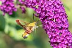 Glasvleugelpijlstaart: hommel of vlinder?