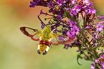 Glasvleugelpijlstaart: hommel of vlinder?