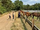 Driedaags ponykamp bij Club De Vlindervallei