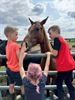 Driedaags ponykamp bij Club De Vlindervallei