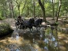 Met de paardjes naar de Witteberg