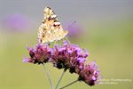 Distelvlinder geniet van verbena