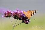Distelvlinder geniet van verbena