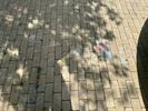 Zomers vertelparadijs in het Astridpark