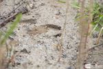 Interessant infomoment ecoduct Waaltjesbos