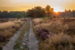 De zon komt op boven de Heuvelse Heide