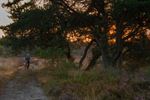 De zon komt op boven de Heuvelse Heide