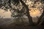 De zon komt op boven de Heuvelse Heide