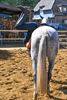 Paardenplezier op springkamp De Vlindervallei