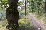 Heel wat wandelaars op de Kattenbosserheidetocht