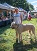 Zonnige start Dag van de hond