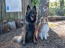 Zonnige start Dag van de hond