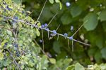 Wandeling 'Ons eetbaar landschap'