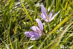 Wandeling 'Ons eetbaar landschap'