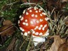 Veel belangstelling voor paddenstoelen
